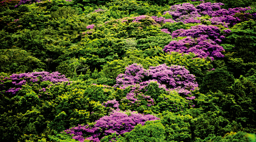 Parque Natural Municipal Mata da Chuva